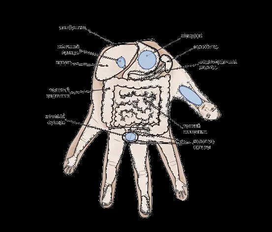 SuJok therapy session